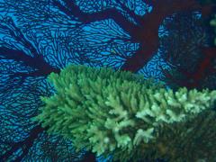 ７月の石垣島　石垣の珊瑚